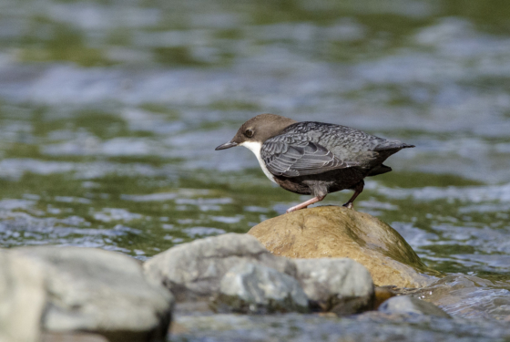 Cinclus cinclus