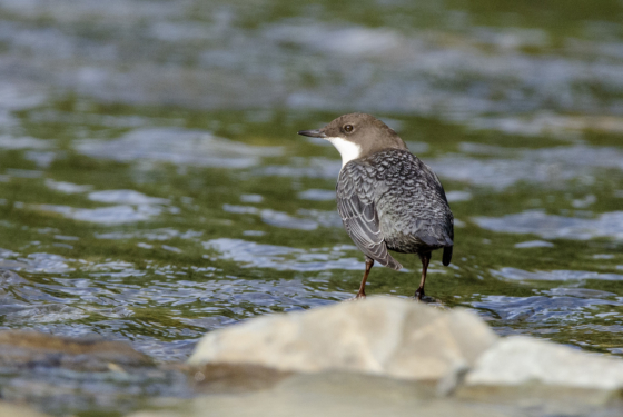 Cinclus cinclus