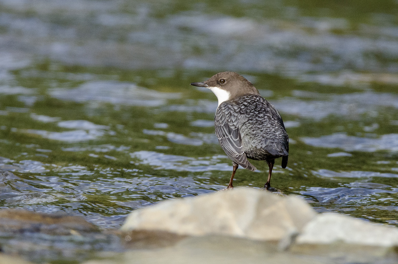 Cinclus cinclus