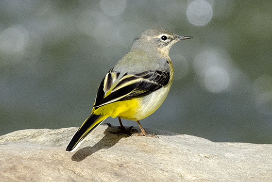 Motacilla cinerea