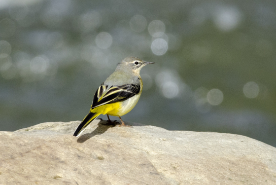 Motacilla cinerea