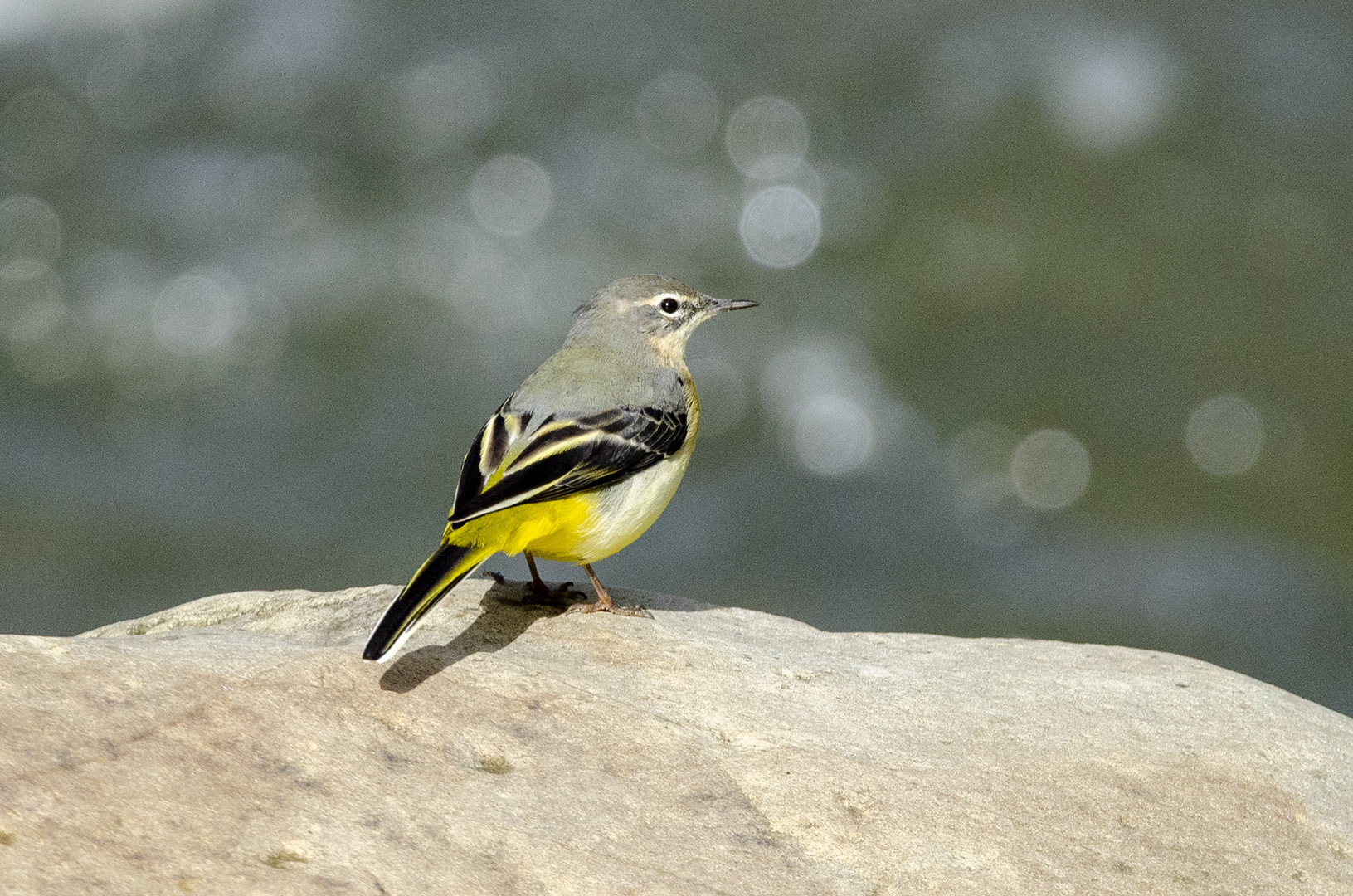 Motacilla cinerea