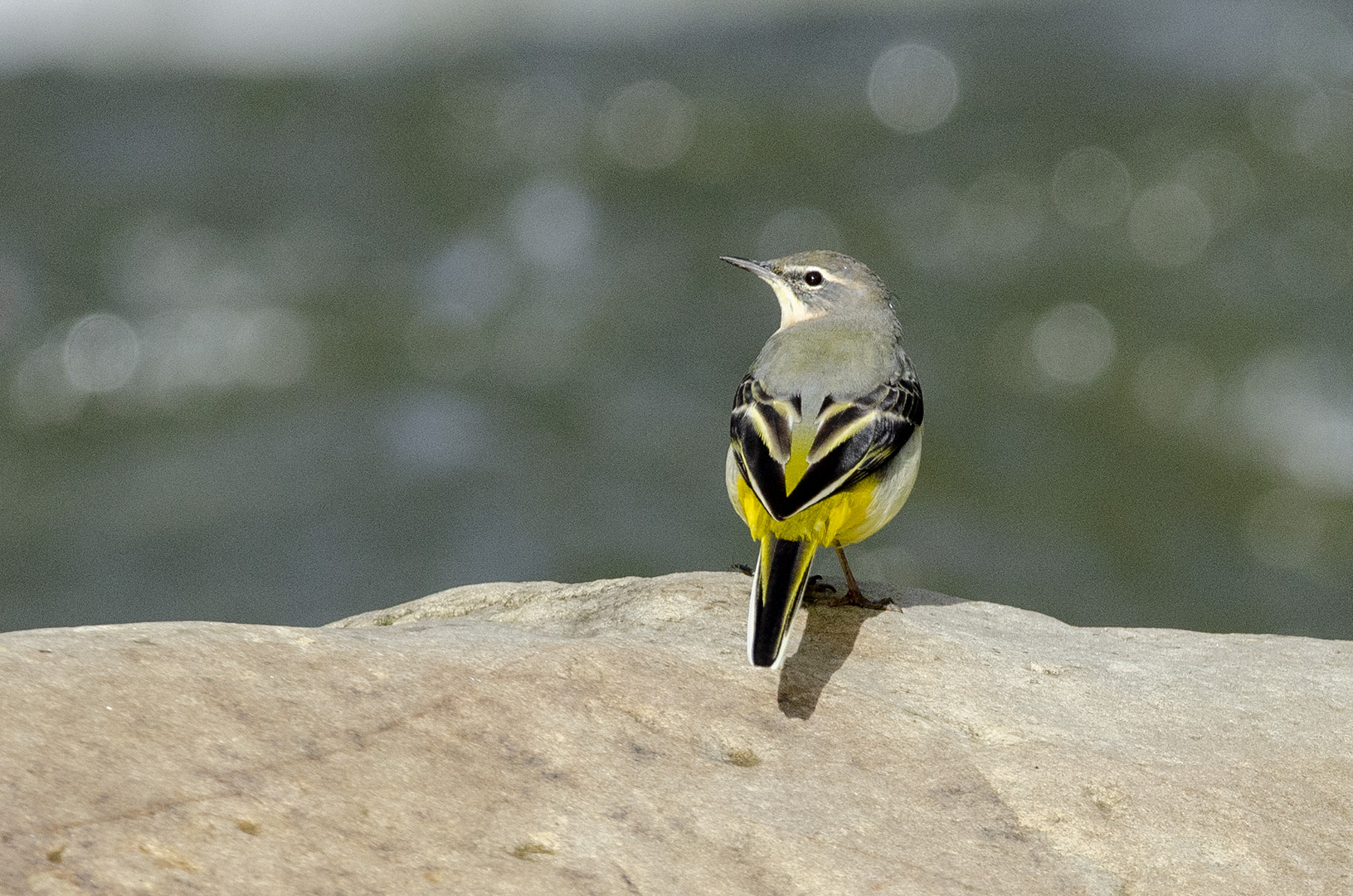 Motacilla cinerea