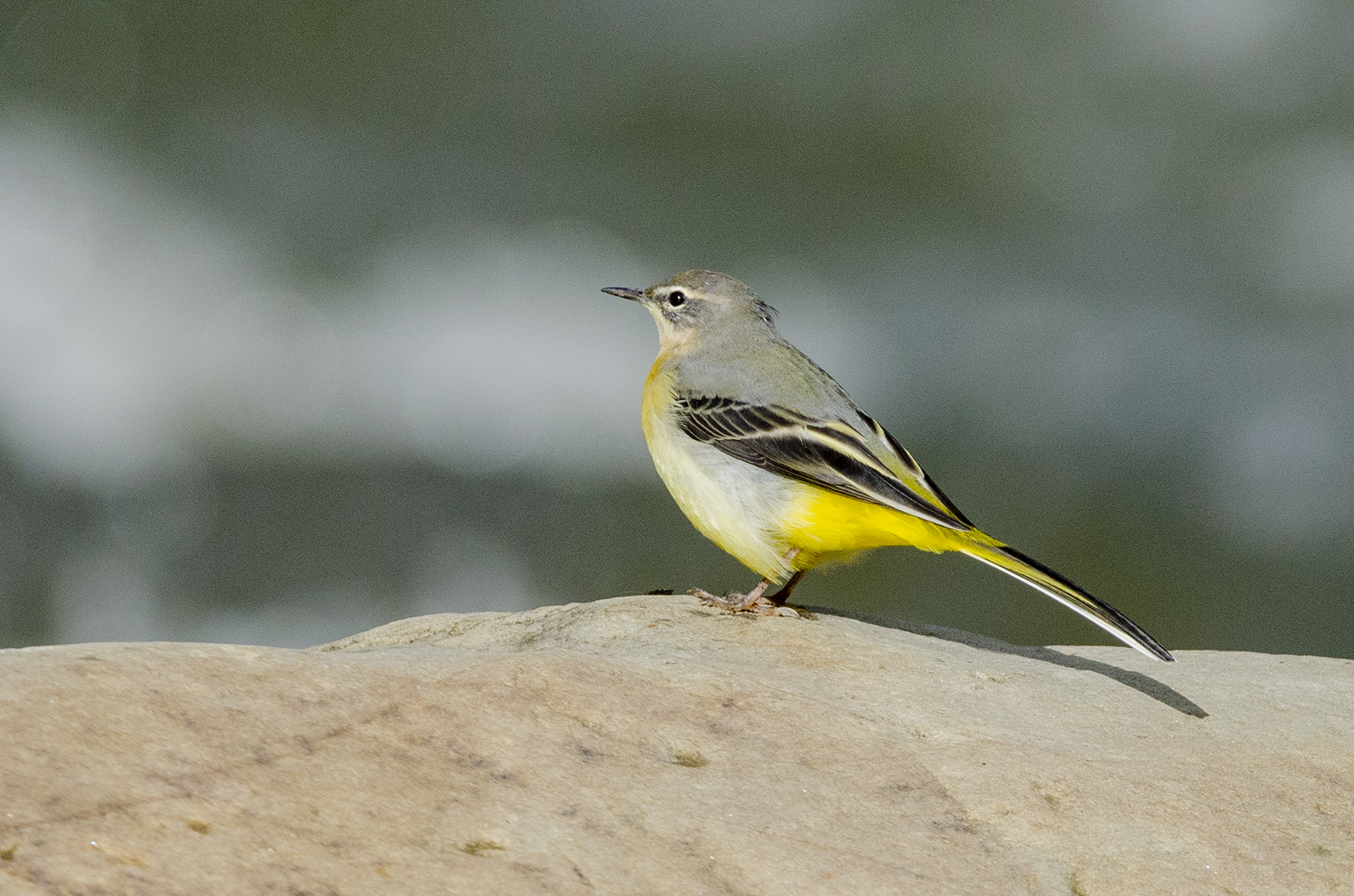 Motacilla cinerea