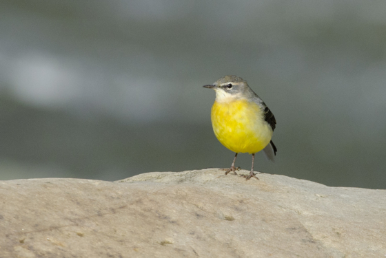 Motacilla cinerea