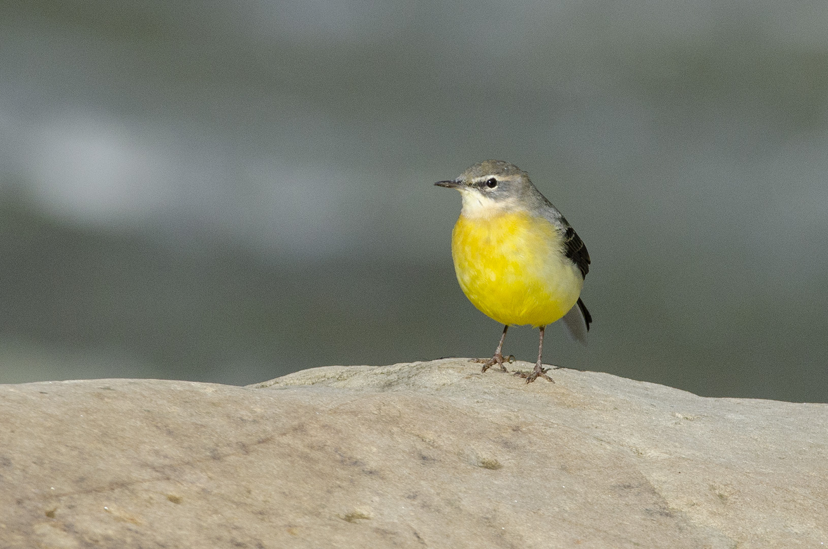 Motacilla cinerea