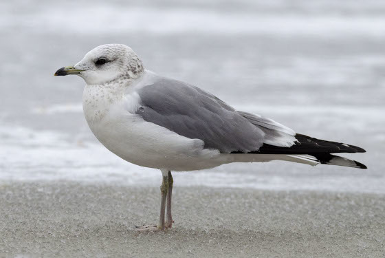 Larus canus