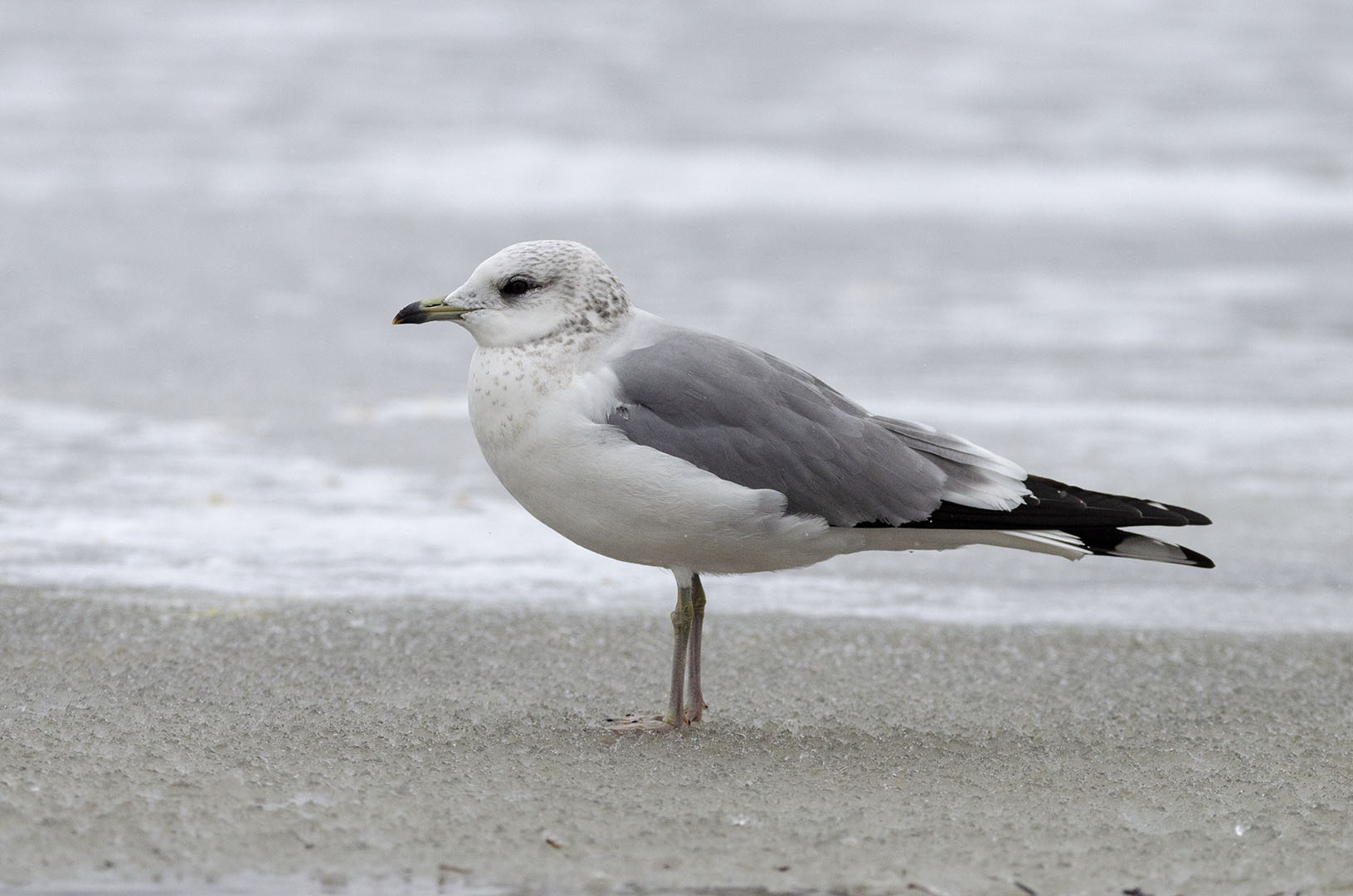Larus canus