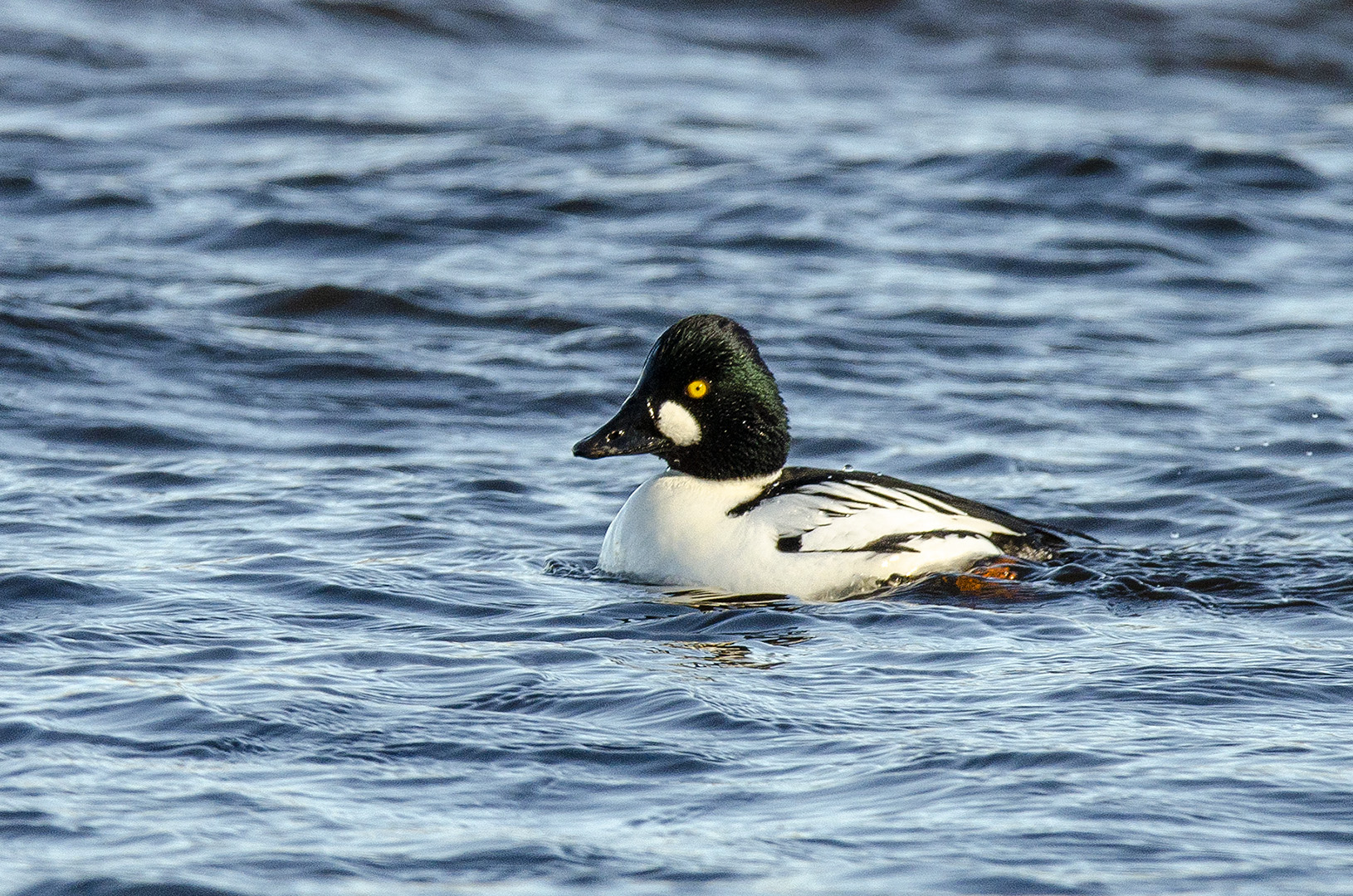 Bucephala clangula