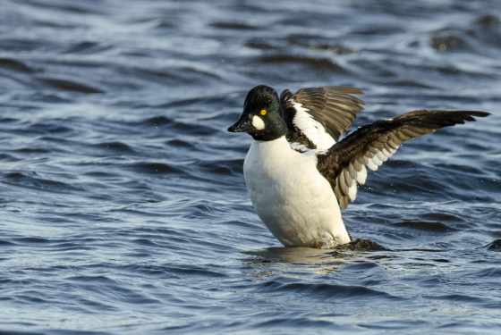 Bucephala clangula