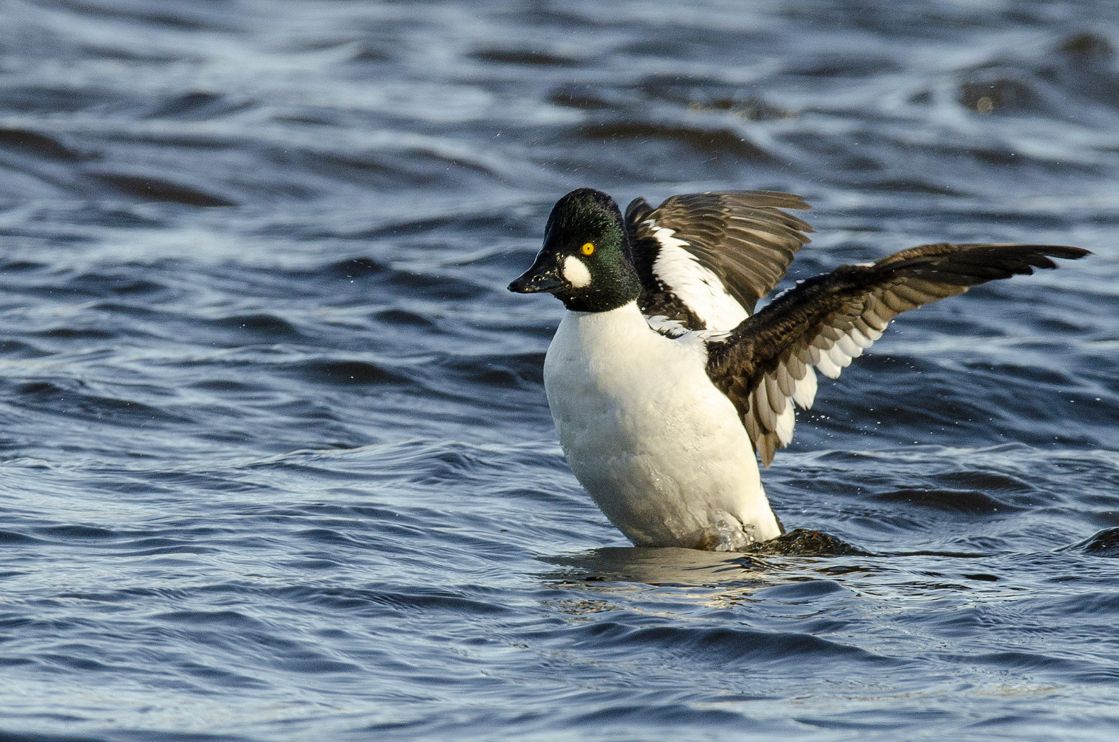 Bucephala clangula