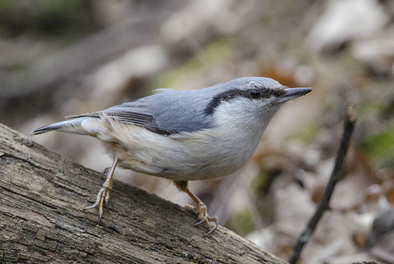 Sitta europaea
