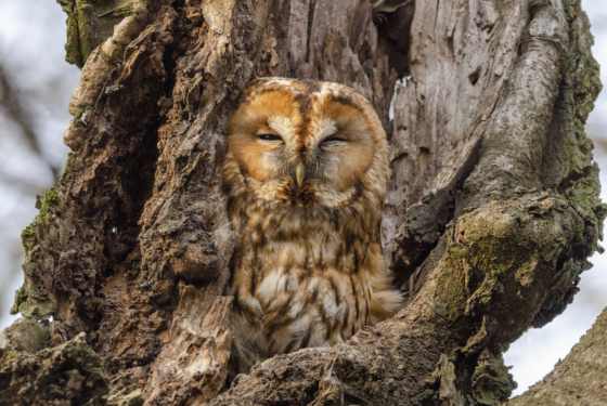 Strix aluco
