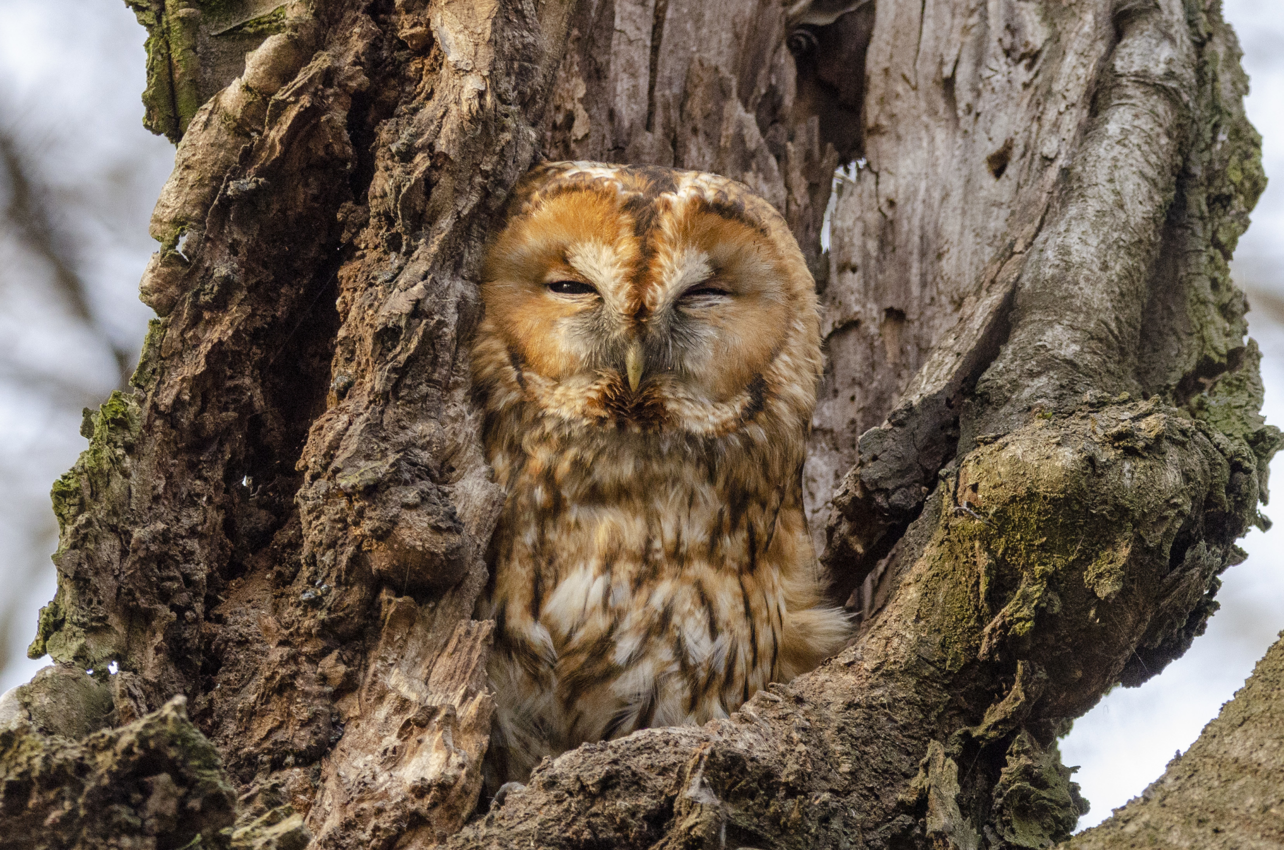 Strix aluco