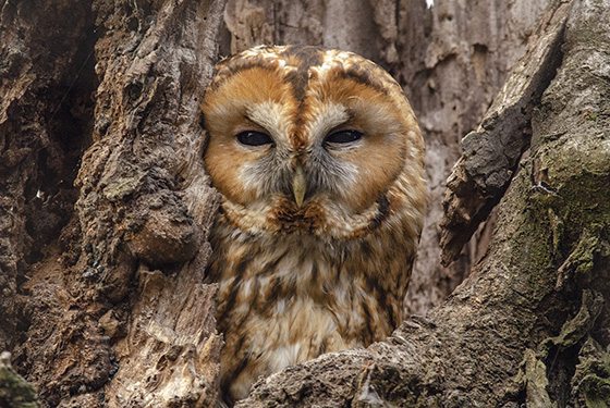 Strix aluco