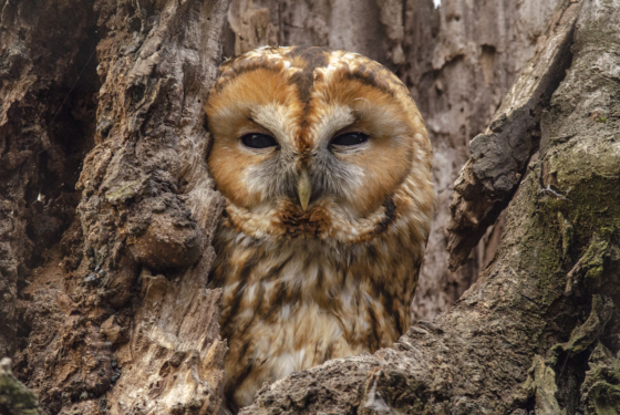 Strix aluco