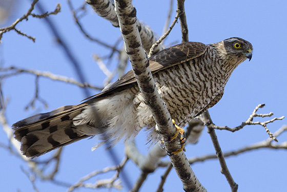 Accipiter nisus
