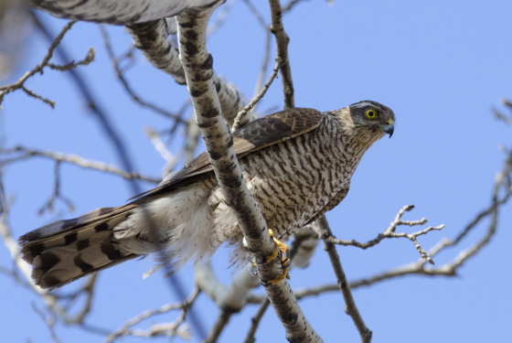 Accipiter nisus
