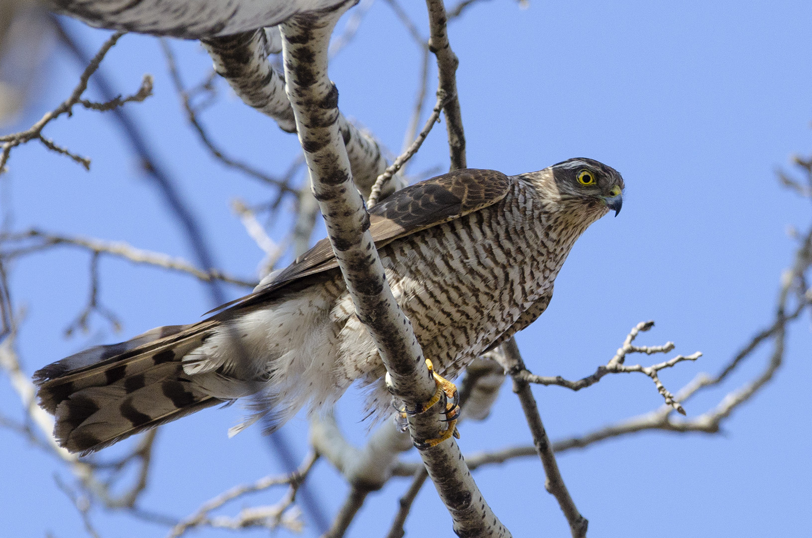 Accipiter nisus