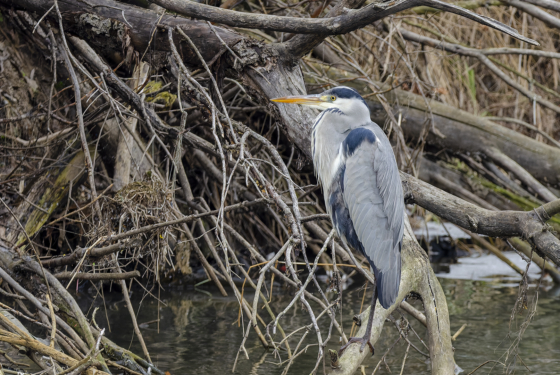 Ardea cinerea