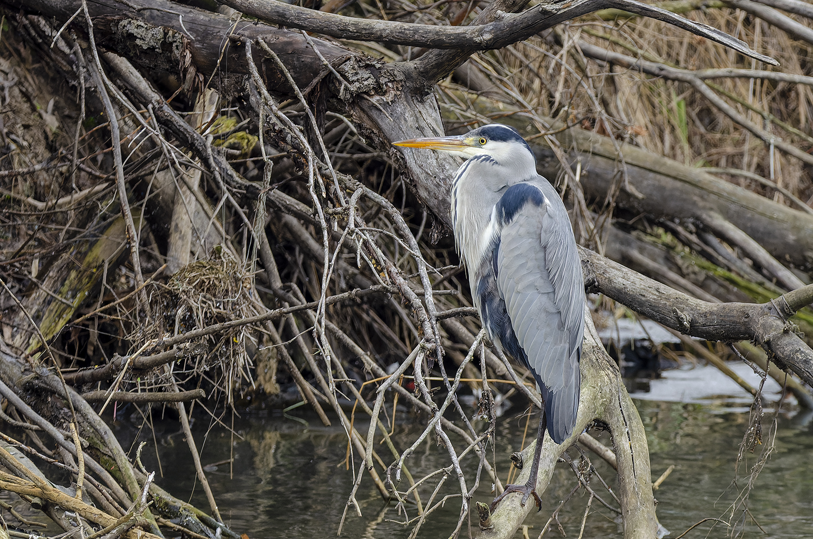 Ardea cinerea