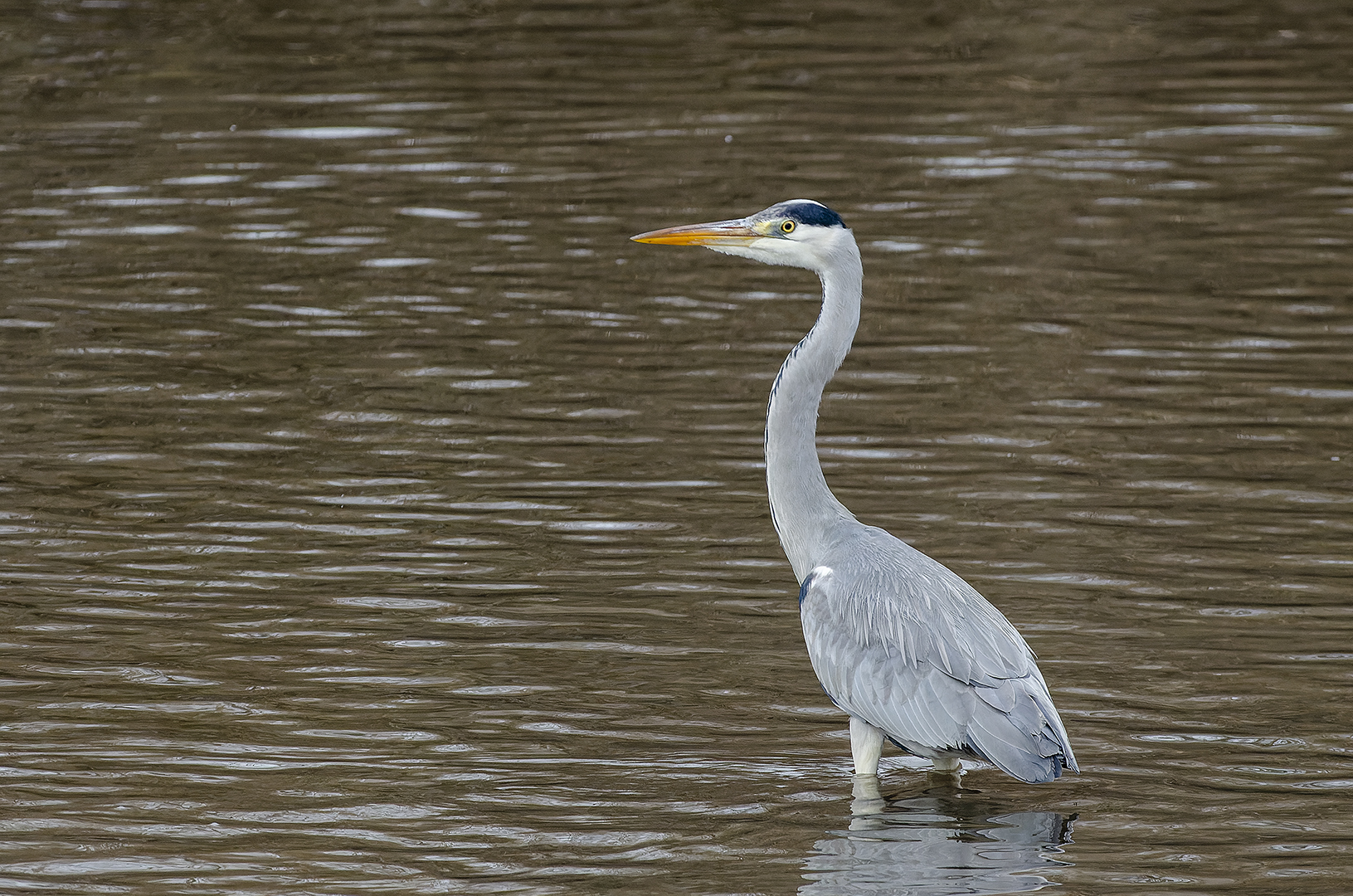 Ardea cinerea