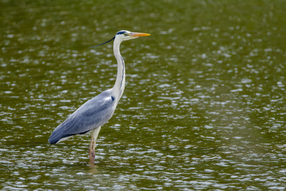 Ardea cinerea