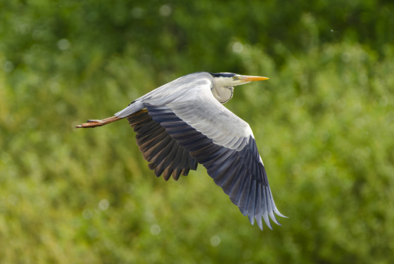 Ardea cinerea
