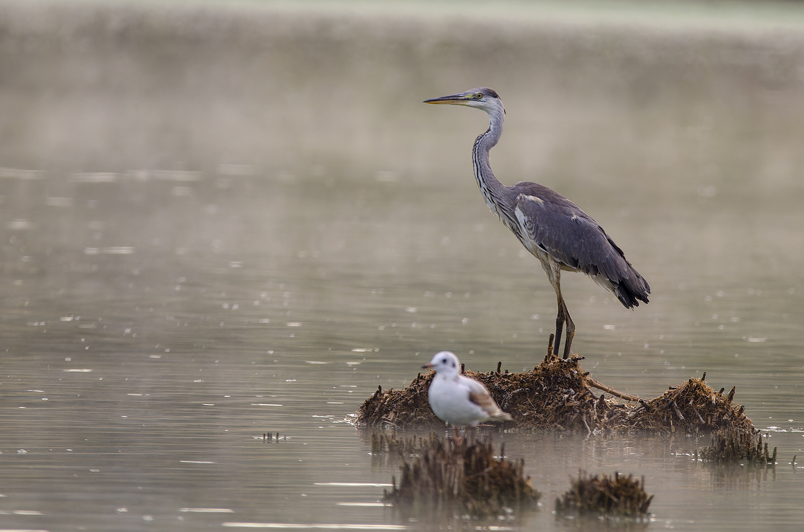 Ardea cinerea