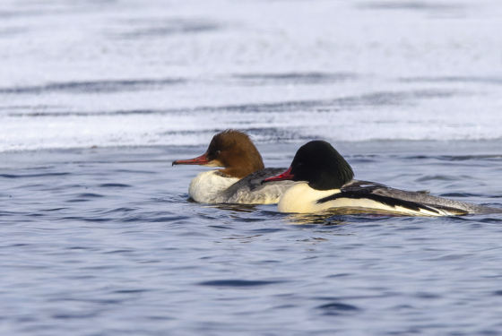 Mergus merganser