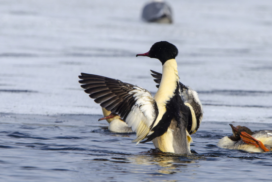Mergus merganser