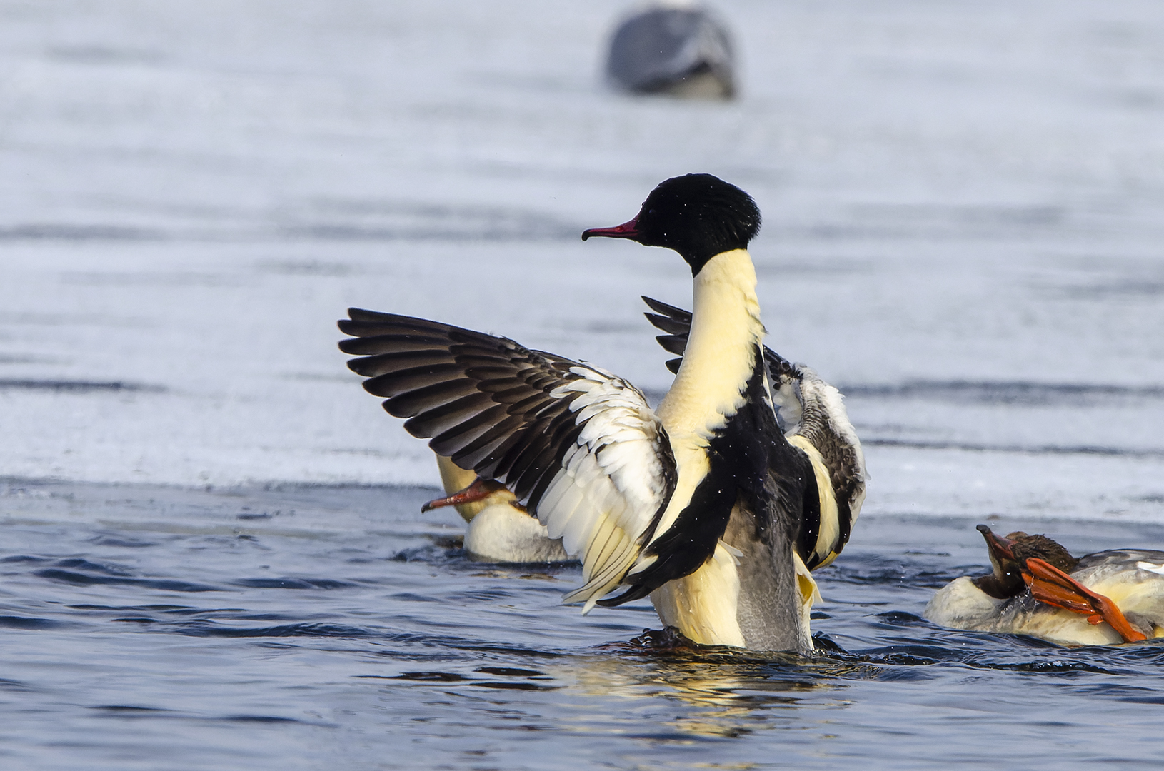 Mergus merganser