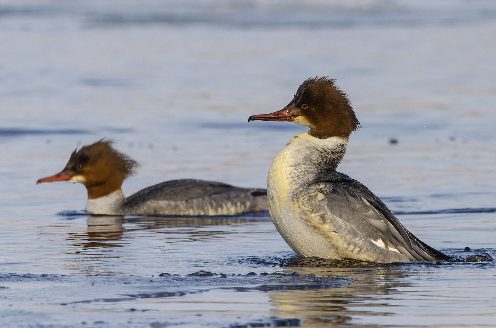 Mergus merganser
