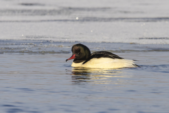 Mergus merganser