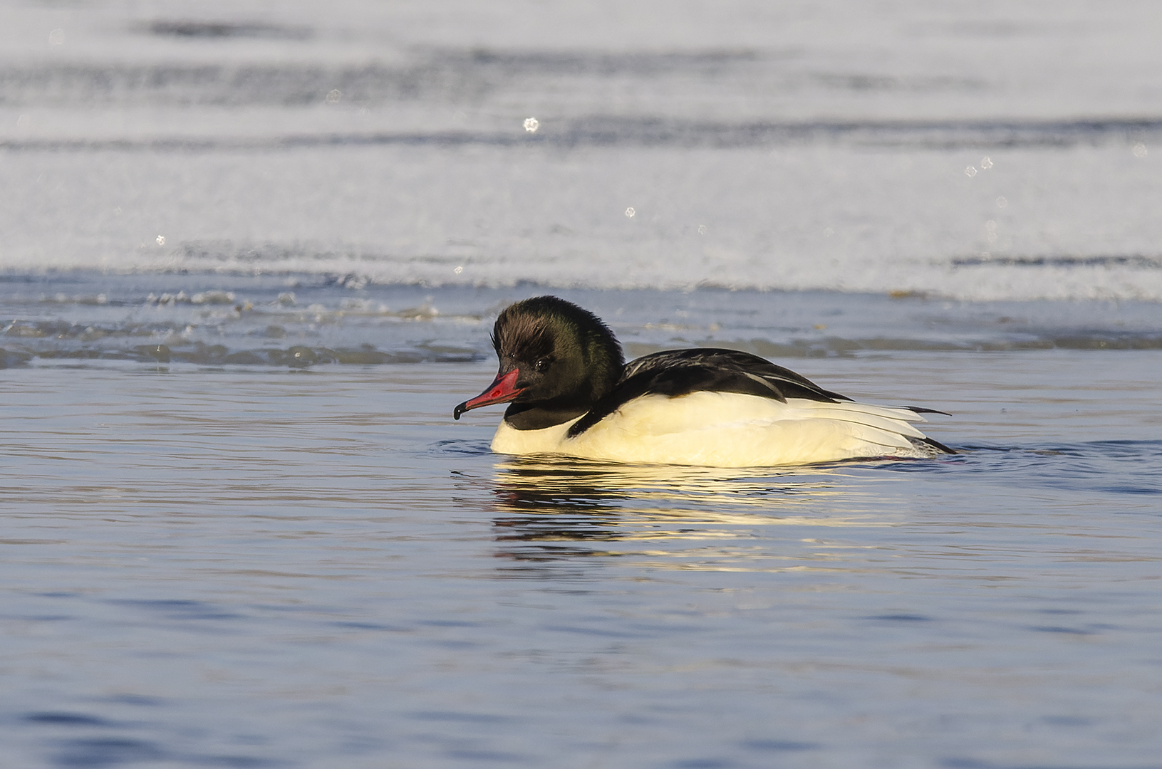 Mergus merganser