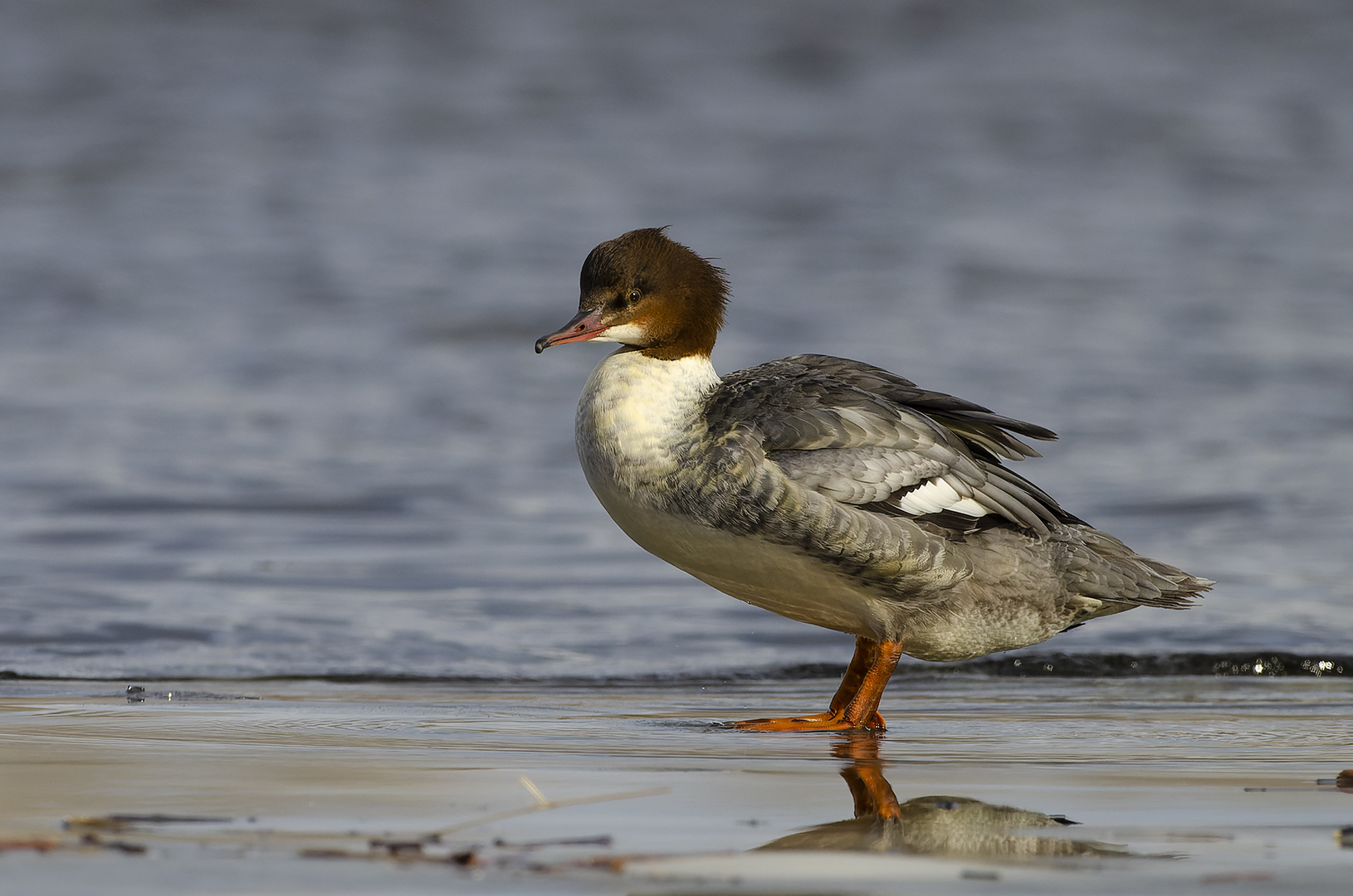 Mergus merganser