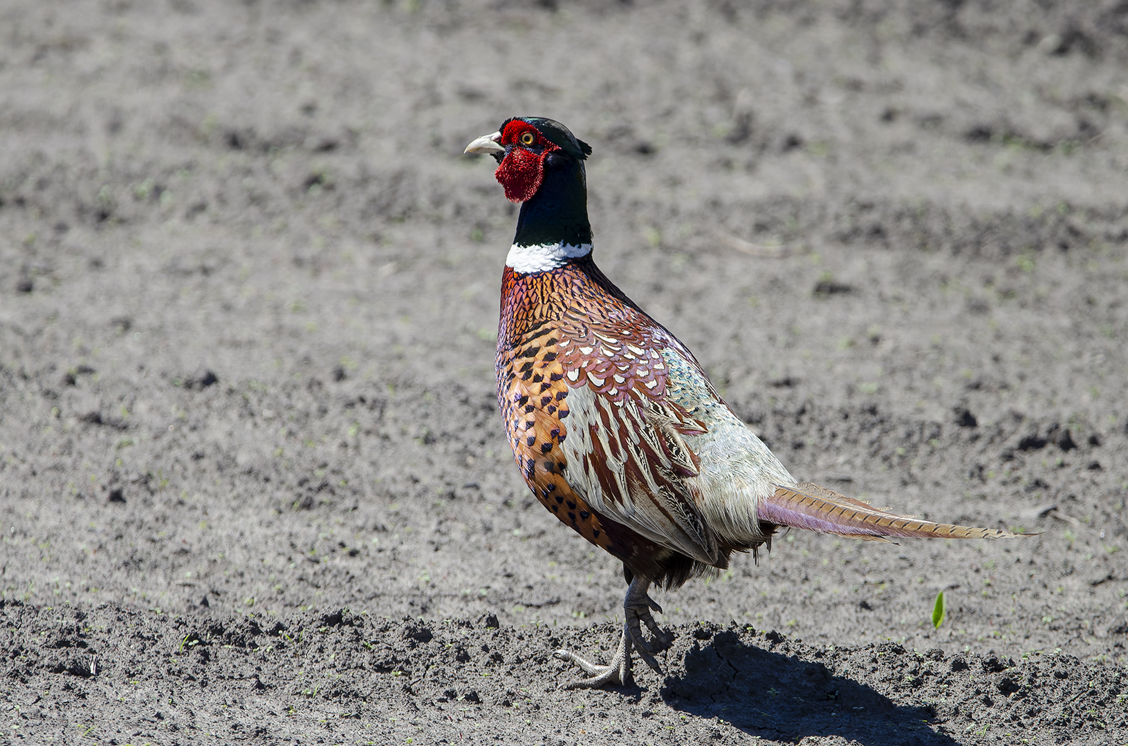 Phasianus colchicus