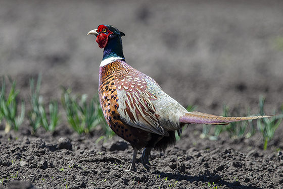 Phasianus colchicus