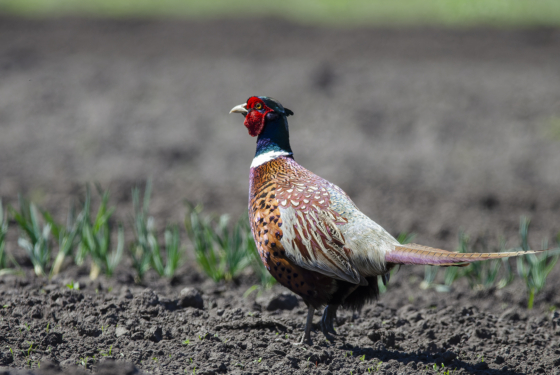 Phasianus colchicus