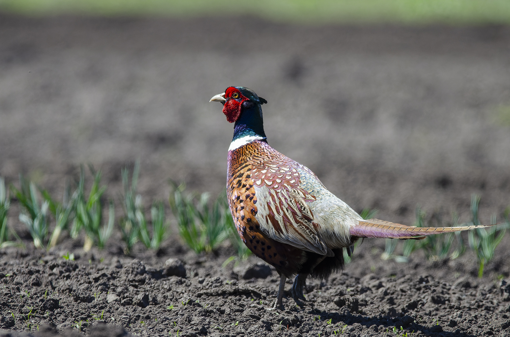 Phasianus colchicus