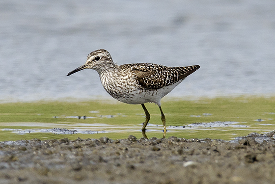 Tringa ochropus