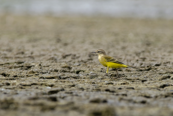Motacilla flava