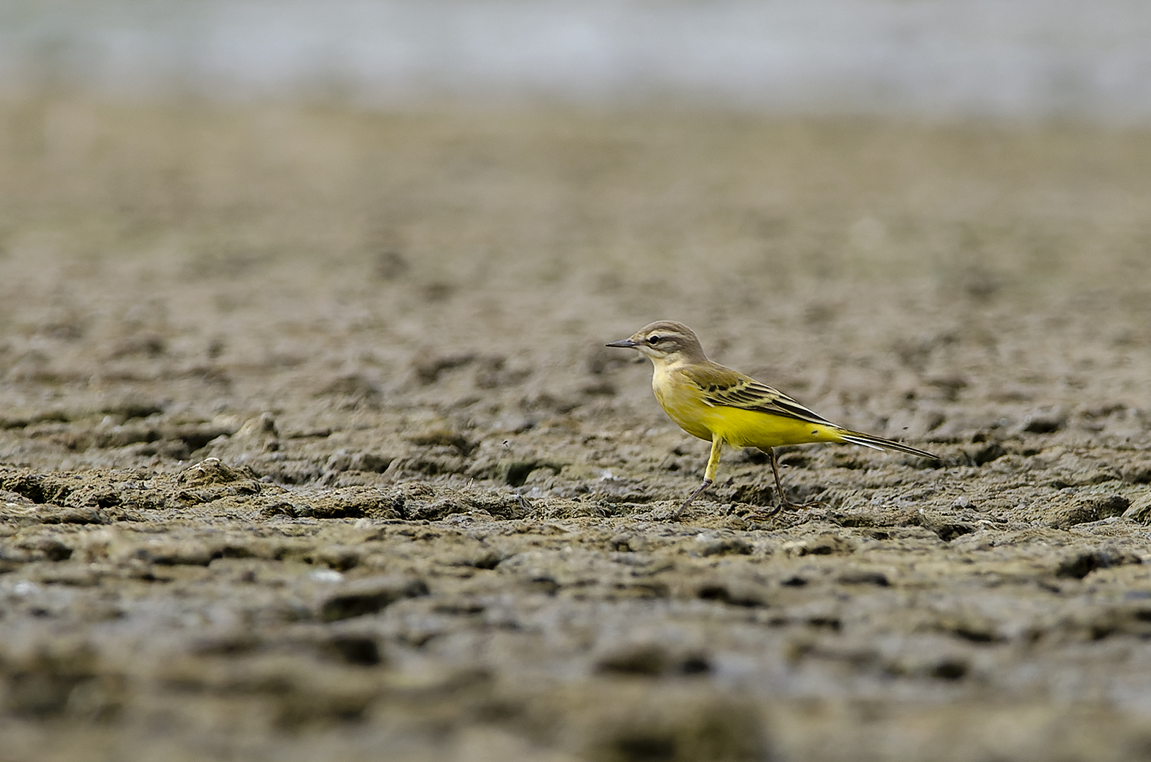 Motacilla flava