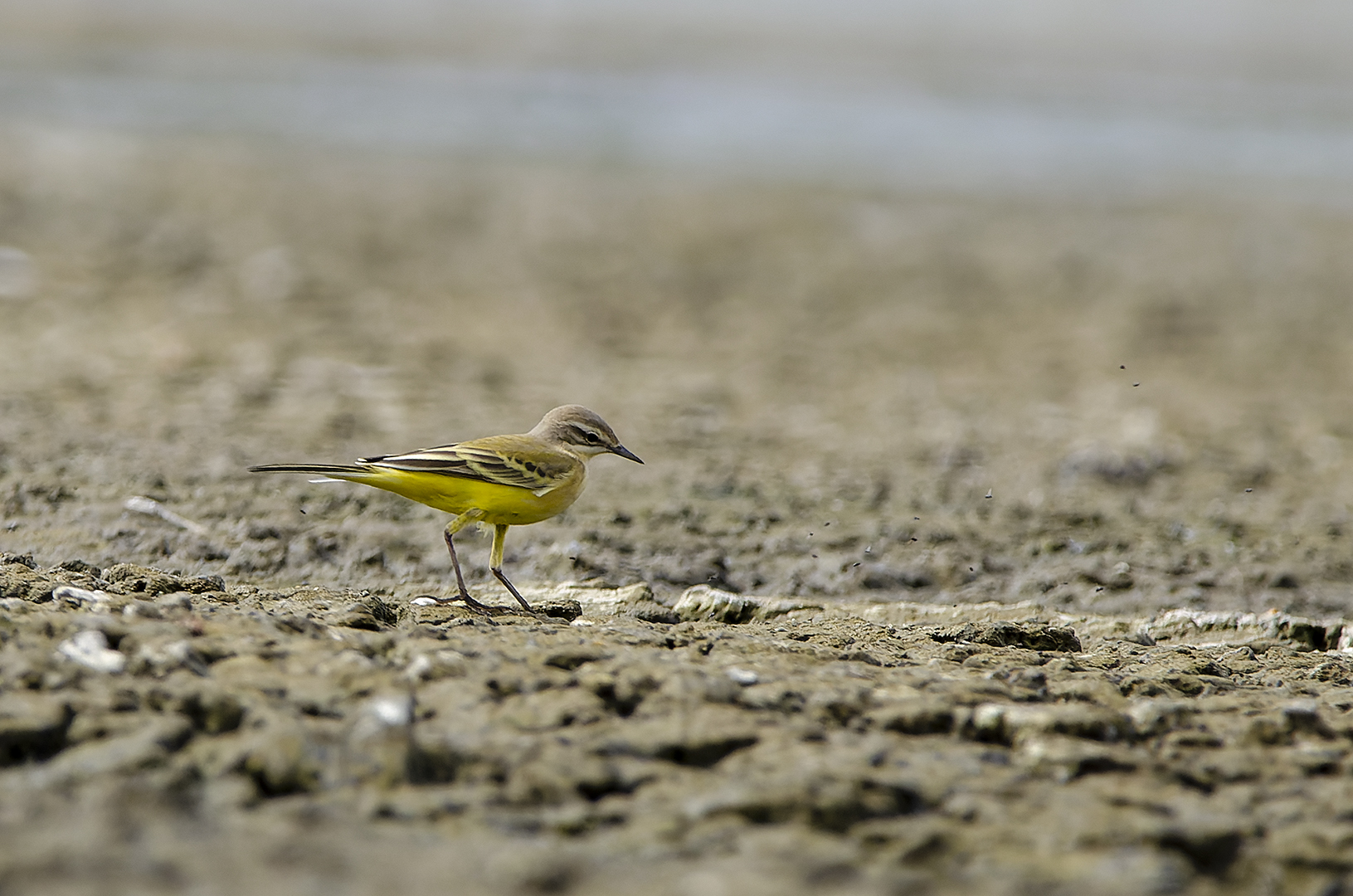 Motacilla flava