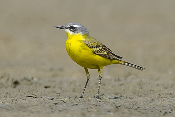 Motacilla flava