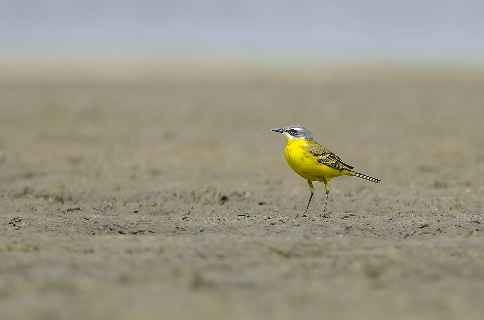 Motacilla flava