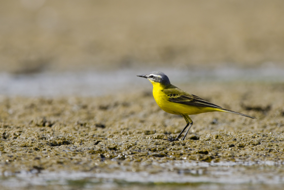 Motacilla flava