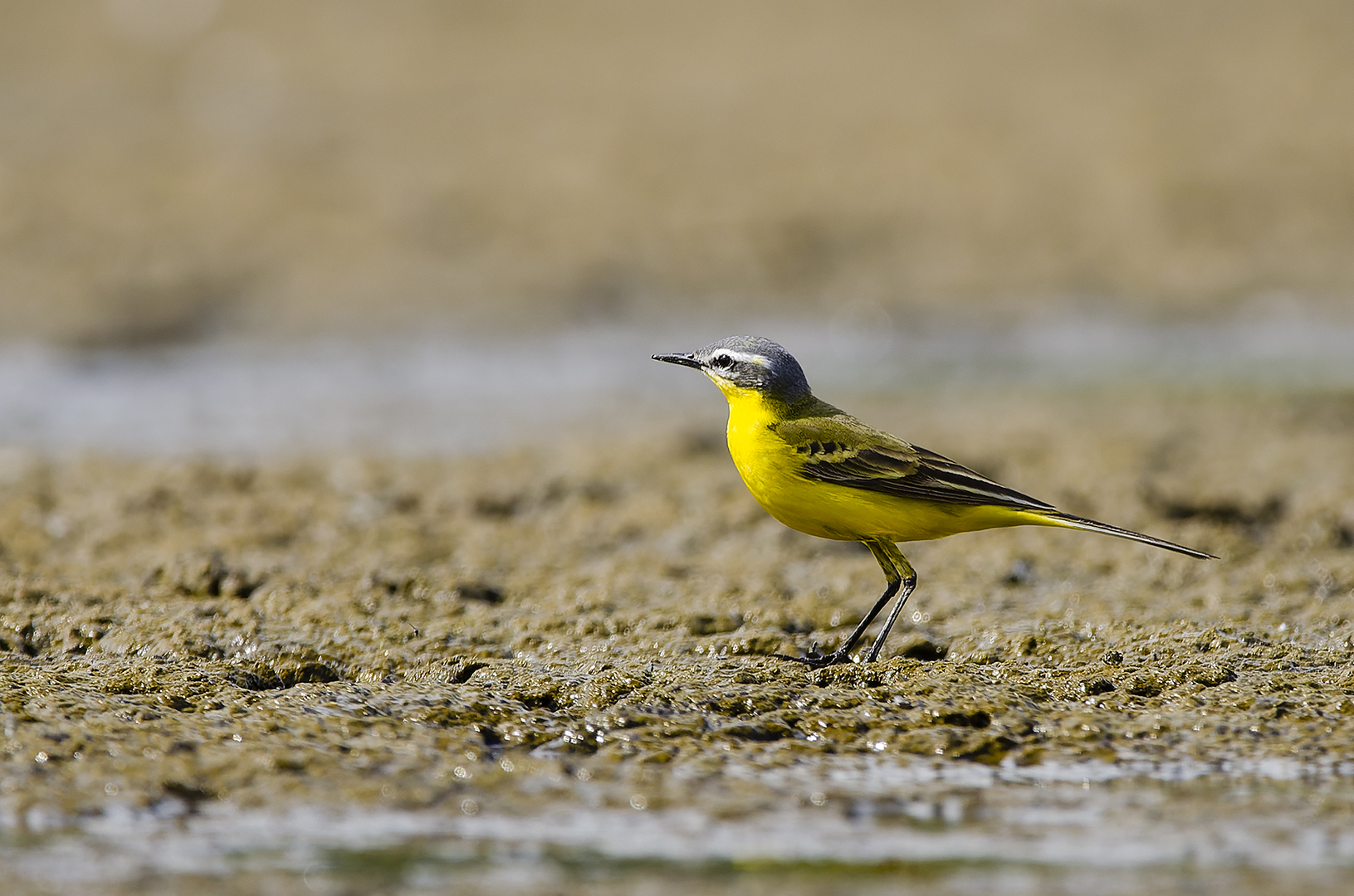 Motacilla flava