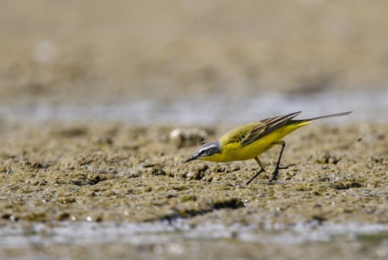 Motacilla flava