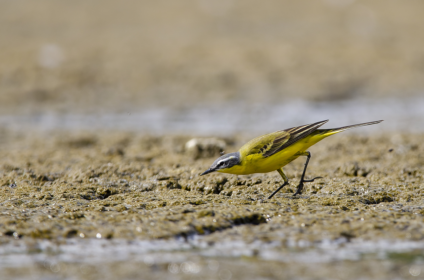 Motacilla flava